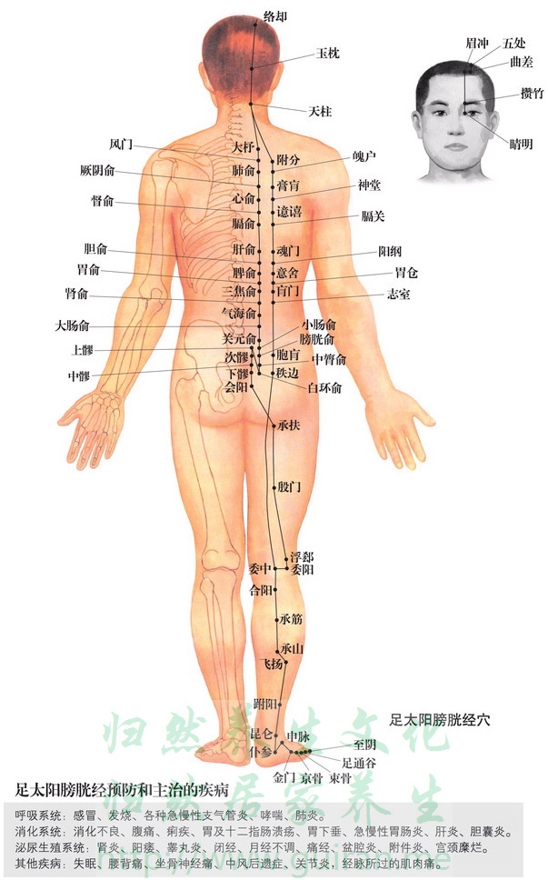 天柱穴 穴位圖 膀胱經(jīng) 穴位查詢