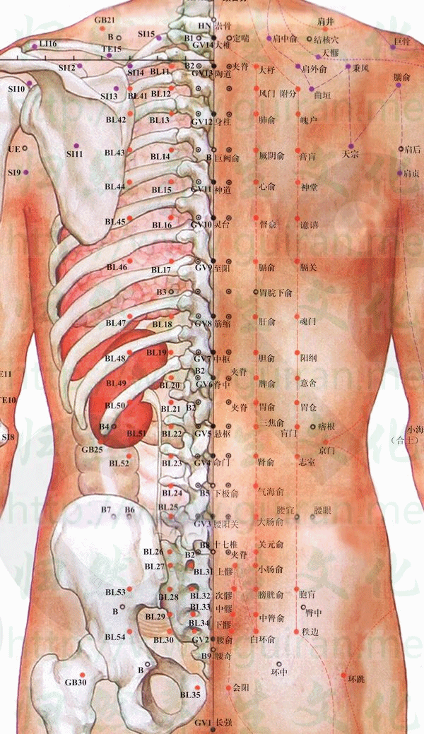 關(guān)元俞穴 取穴圖 膀胱經(jīng) 穴位查詢