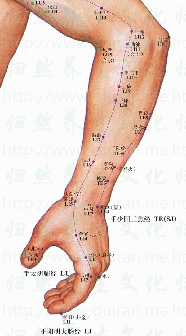 偏歷穴 取穴圖 大腸經(jīng) 穴位查詢