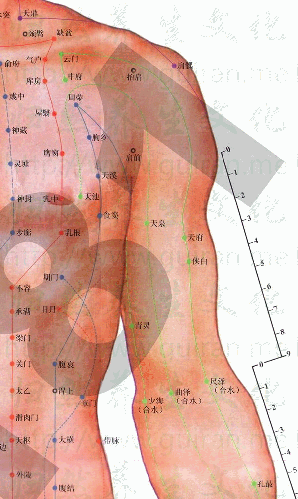 俠白穴 取穴圖 肺經(jīng) 穴位查詢