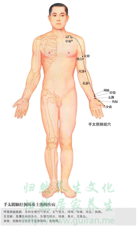 孔最穴 穴位圖 肺經(jīng) 穴位查詢