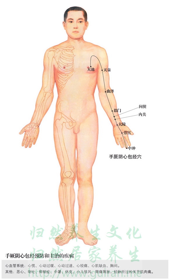 天泉穴 穴位圖 心包經(jīng) 穴位查詢