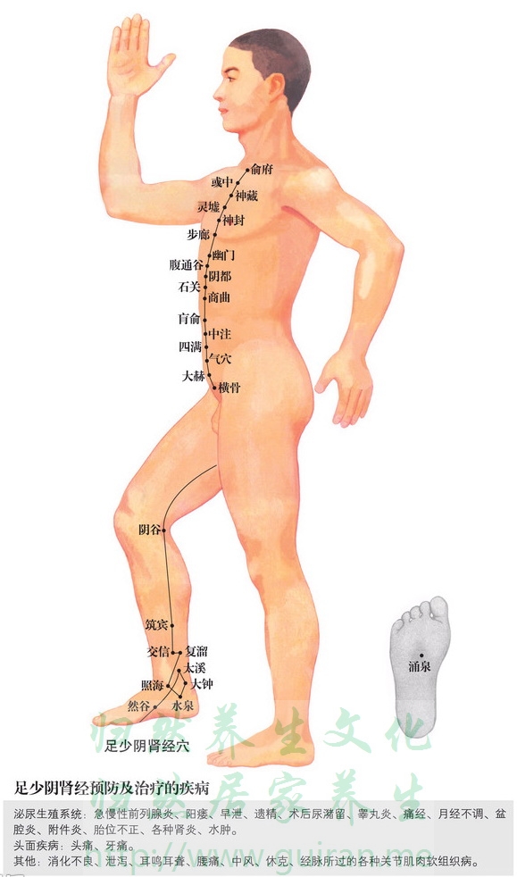 腹通谷穴 穴位圖 腎經(jīng) 穴位查詢