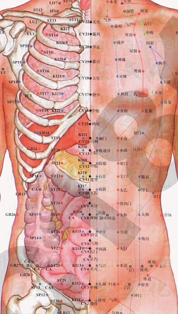 步廊穴 取穴圖 腎經(jīng) 穴位查詢
